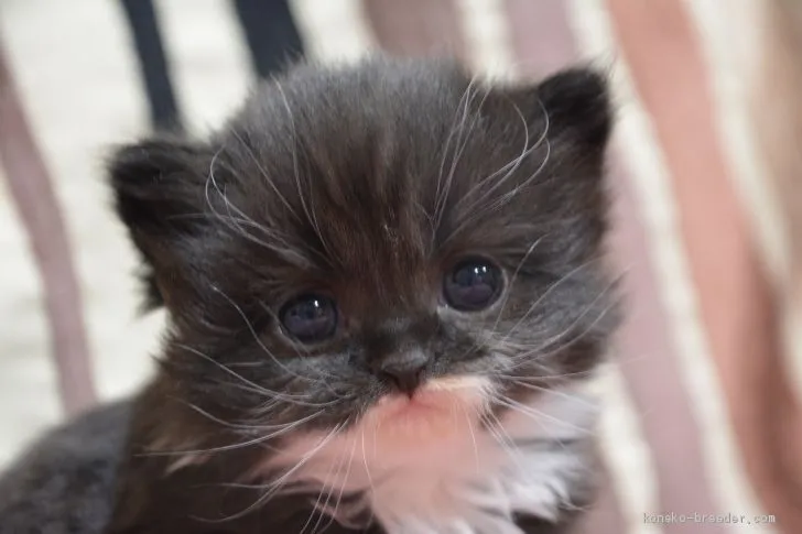 ID：2102-01270の子猫