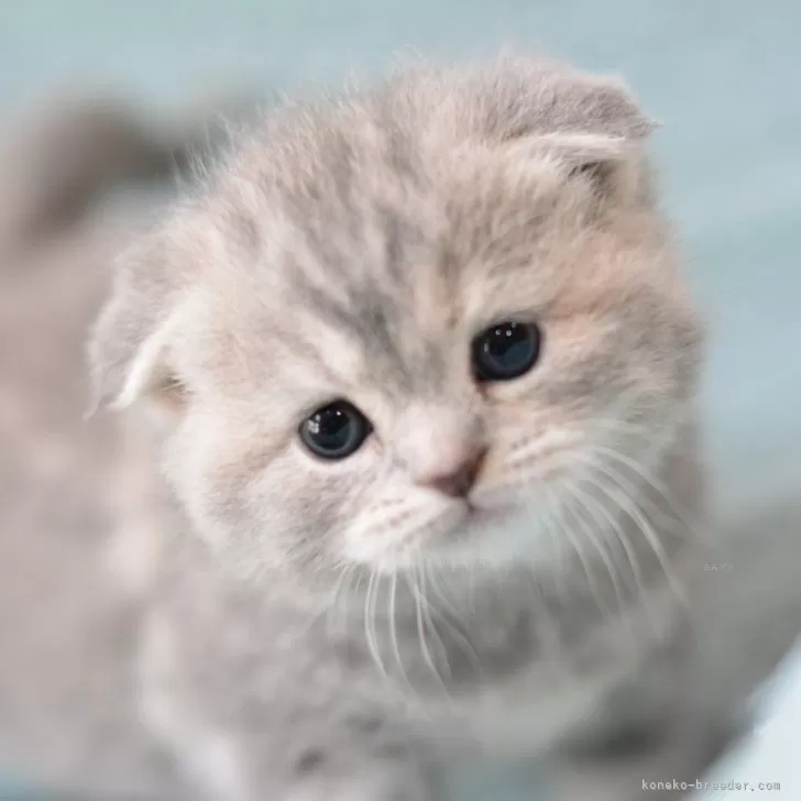 ID：2402-02031の子猫