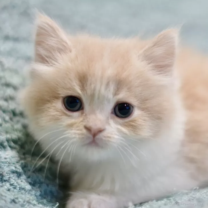 ID:2403-02971の子猫