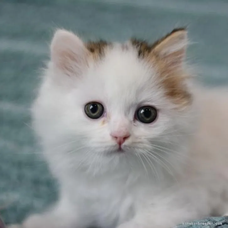 ID:2212-01494の子猫