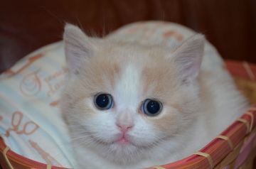 スコティッシュフォールド(立ち耳)【愛知県・男の子・2019年3月3日・クリームアンドホワイト（ショート）】の写真「ショートヘヤーでもフワフワヘヤーです♡」