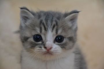 スコティッシュフォールド(立ち耳)【愛知県・男の子・2021年4月14日・ブルータビー&ホワイト（ショート）】の写真「元気いっぱいです。」