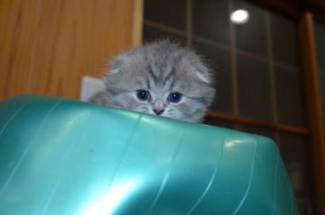 スコティッシュフォールド(折れ耳)【愛知県・女の子・2019年11月21日・ブルータビー&ホワイト（ロング）】の写真「フワフワのモコモコヘアーです。」