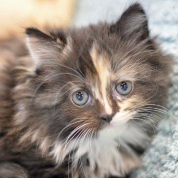 サイベリアン【愛知県・女の子・2023年11月15日・トーティシェル（ロング）】の写真「おっとりした性格です。🤗」