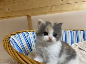 スコティッシュフォールド(立ち耳)【愛知県・女の子・2020年4月21日・ダイリュートキャリコ】の写真「やんちゃガール」