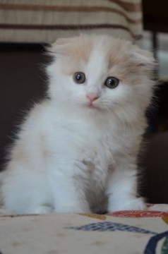 スコティッシュフォールド(折れ耳)【愛知県・男の子・2020年4月6日・クリーム&ホワイト（ロング）】の写真「フワフワのモコモコヘアーです。」