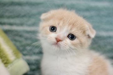 スコティッシュフォールド(折れ耳)【愛知県・女の子・2022年2月24日・クリームタビー&ホワイト（ショート）】の写真「ちょっとチビちゃんです。」