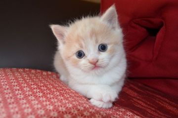 スコティッシュフォールド(立ち耳)【愛知県・男の子・2019年10月25日・クリーム&ホワイトタビー（ショート）】の写真「人懐っこくてよく遊びます」