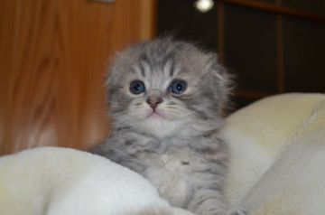 スコティッシュフォールド(折れ耳)【愛知県・男の子・2019年11月21日・ブルータビー（ロング）】の写真「フワフワのモコモコヘアーです。」