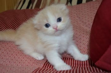 スコティッシュフォールド(折れ耳)【愛知県・女の子・2019年8月4日・クリーム&ホワイト（ロング）】の写真「ふわふわモコモコヘアーで丸い顔です。」