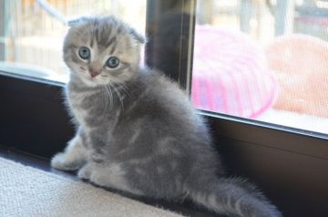 スコティッシュフォールド(折れ耳)【愛知県・女の子・2019年7月1日・ブルータビー（ショート）】の写真「よく遊び人懐っこいです。」