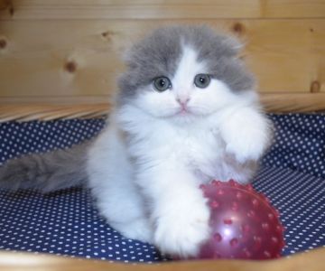 スコティッシュフォールド(折れ耳)【愛知県・男の子・2019年12月7日・ブルーアンドホワイト（ロング）】の写真「元気いっぱいの甘えん坊」