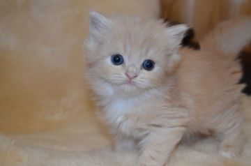 スコティッシュフォールド(立ち耳)【愛知県・女の子・2019年11月6日・クリーム&ホワイト（ロング）】の写真「甘えん坊で人懐っこいです。」