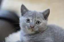 ブリティッシュショートヘア【愛知県・女の子・2021年10月10日・ブルークリーム】の写真1