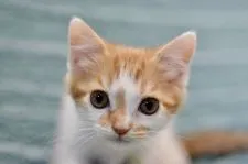 スコティッシュフォールド(立ち耳)【愛知県・男の子・2022年3月29日・レッドタビー&ホワイト】の写真1