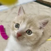 ブリティッシュショートヘア【愛知県・男の子・2022年4月29日・クリームタビー&ホワイト】の写真1