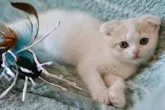 スコティッシュフォールド(折れ耳)【愛知県・男の子・2023年4月26日・クリームタビー&ホワイト】の写真3