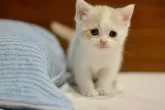 スコティッシュフォールド(立ち耳)【愛知県・女の子・2024年2月22日・クリーム&ホワイト】の写真4