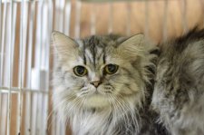 サイベリアン【・女の子・2022年4月5日・ブラウンタビー】