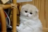 スコティッシュフォールド(折れ耳)【愛知県・男の子・2025年4月1日・クリームタビー&ホワイト】の写真7