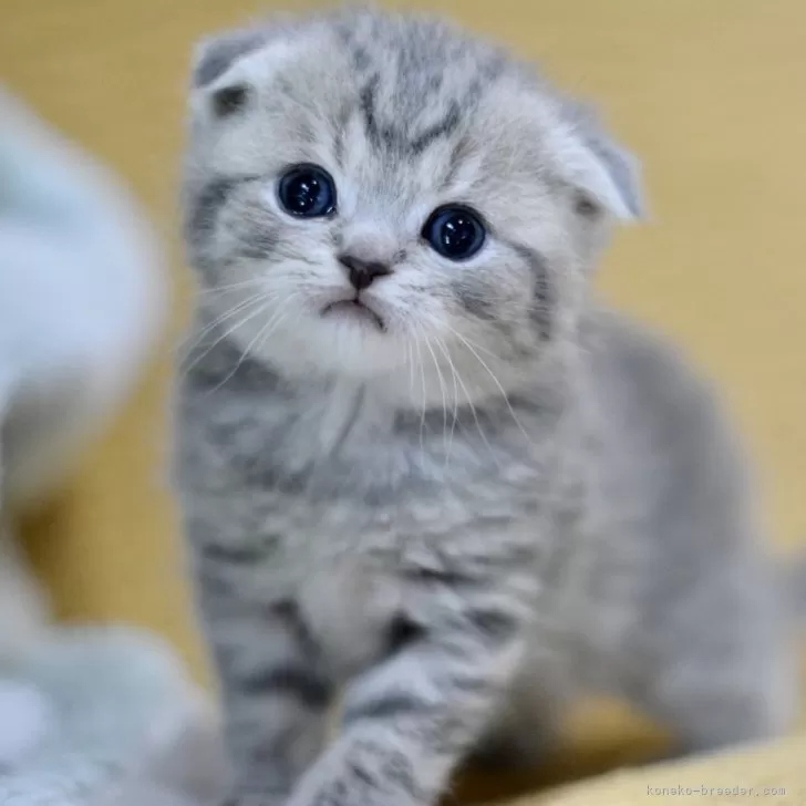 ID：2505-00432の子猫