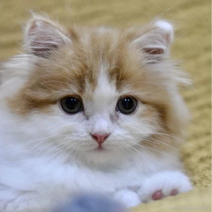 ID：2506-00035の子猫