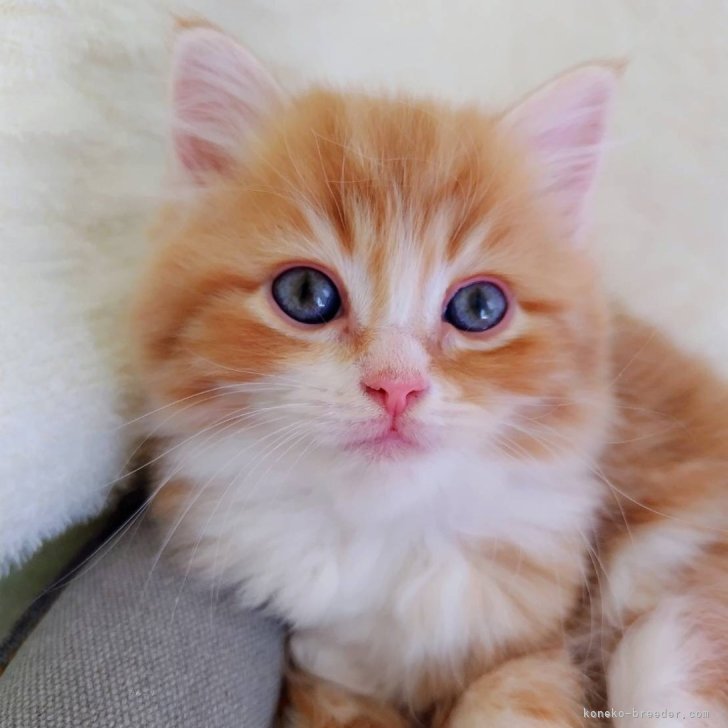 ブリーダー画像