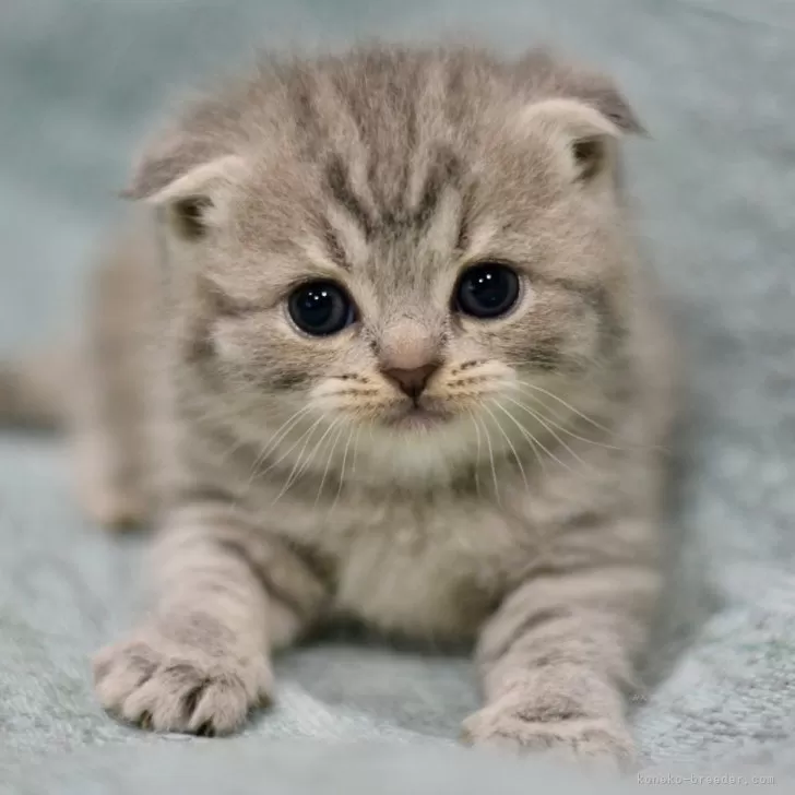 ID:2501-00343の子猫