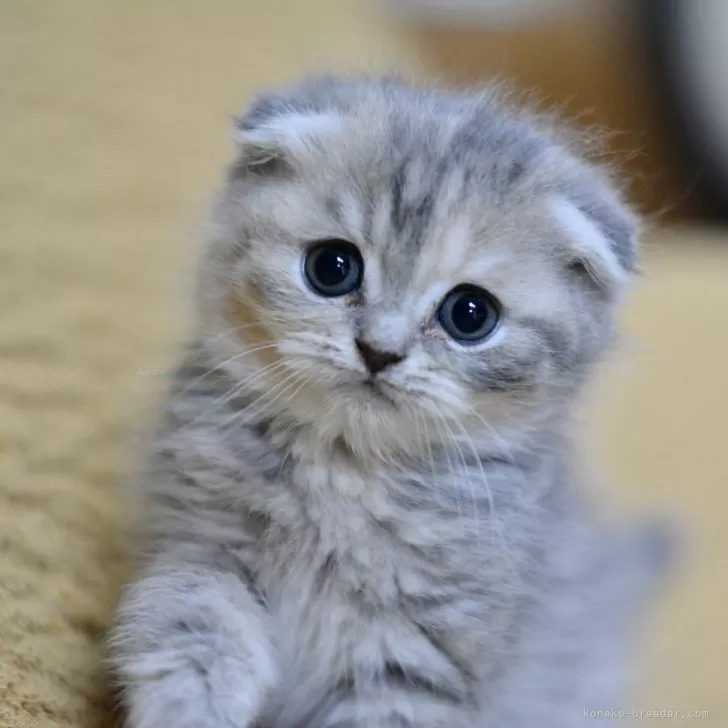 ID:2505-02988の子猫