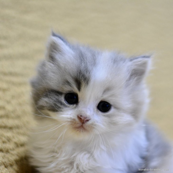 ブリーダー画像