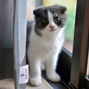 スコティッシュフォールド(折れ耳)【愛知県・男の子・2025年8月16日・シルバータビー&ホワイト（ショートヘヤー）】の写真「よく遊んで人なっつこく可愛い🩷」