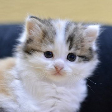 サイベリアン【愛知県・女の子・2025年11月8日・シルバーパッチドタビー&ホワイト（ロング）】の写真「大人しい性格です❣️」