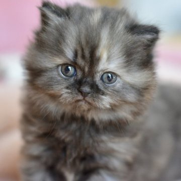 サイベリアン【愛知県・女の子・2025年10月30日・トーティシェル（ロング）】の写真「さび猫ちゃん♡」