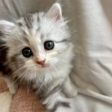 サイベリアン【愛知県・女の子・2025年10月18日・シルバーパッチドタビー&ホワイト（ロング）】の写真「一番の美人さん♡遊ぶのだいすき。」