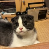 スコティッシュフォールド(折れ耳)