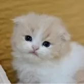 スコティッシュフォールド(折れ耳)【愛知県・男の子・2025年4月1日・クリームタビー&ホワイト】の写真9