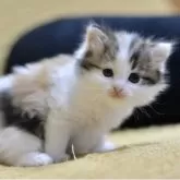 サイベリアン【愛知県・女の子・2025年11月8日・シルバーパッチドタビー&ホワイト】の写真2