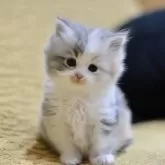 サイベリアン【愛知県・女の子・2025年11月8日・ブルーパッチドタビー&ホワイト】の写真3