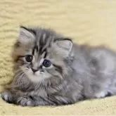 サイベリアン【愛知県・女の子・2025年11月5日・ブラウンタビー】の写真3