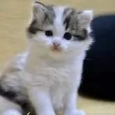 サイベリアン【愛知県・女の子・2025年11月8日・シルバーパッチドタビー&ホワイト】の写真4