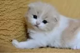 スコティッシュフォールド(折れ耳)【愛知県・男の子・2025年4月1日・クリームタビー&ホワイト】の写真10