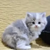 サイベリアン【愛知県・女の子・2025年11月8日・ブルーパッチドタビー&ホワイト】の写真5