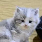 サイベリアン【愛知県・女の子・2025年11月8日・ブルーパッチドタビー&ホワイト】の写真6