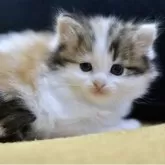 サイベリアン【愛知県・女の子・2025年11月8日・シルバーパッチドタビー&ホワイト】の写真6