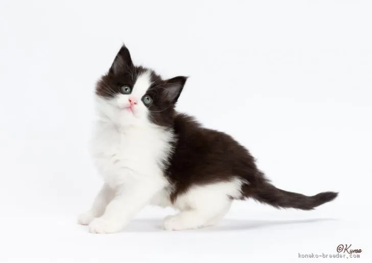 ウェンディ 様のお迎えした子猫