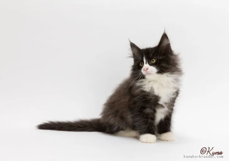 ID：1703-00322の子猫