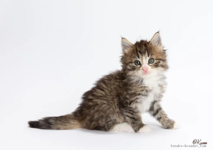ID：2102-01411の子猫