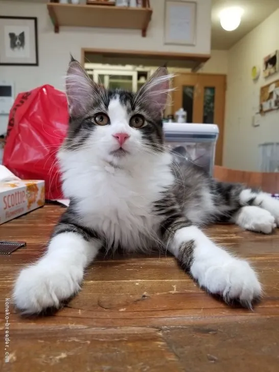ID:1808-00184の子猫