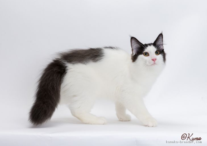 ID:1703-00320の子猫