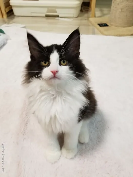 ID:1902-00525の子猫